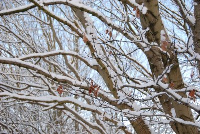 DSC_7117.JPG