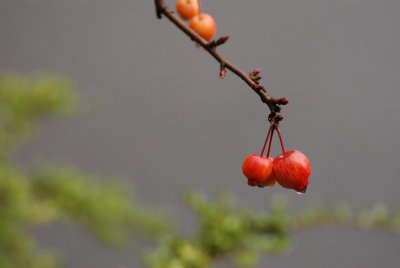 DSC_8811.JPG