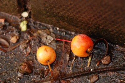 DSC_8846.JPG