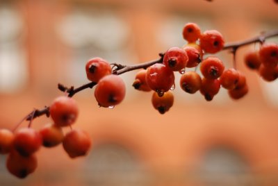 DSC_8862.JPG