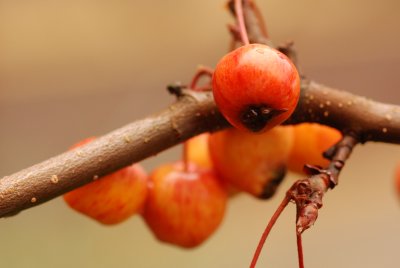 DSC_8911.JPG