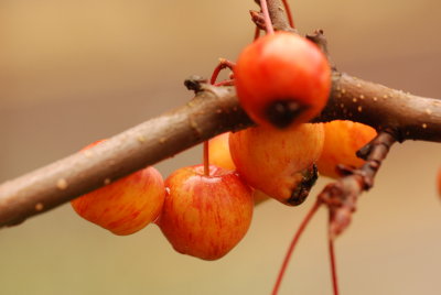 DSC_8912.JPG