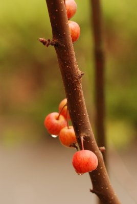 DSC_8917.JPG