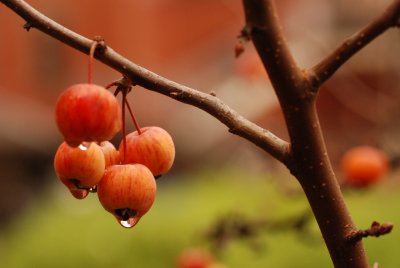 DSC_8918.JPG