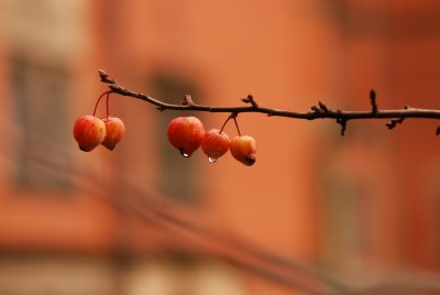 DSC_8923.JPG