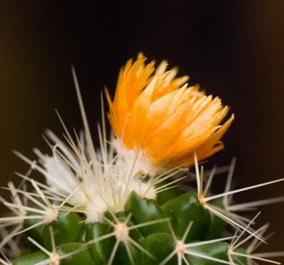 DSC_8931_1.jpg