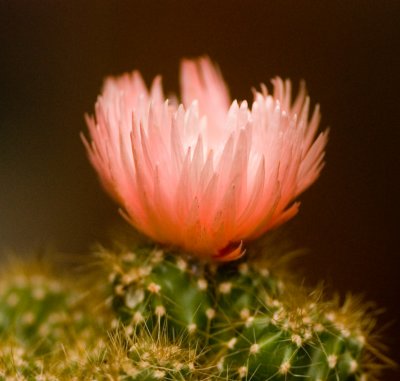 DSC_8936_1.jpg
