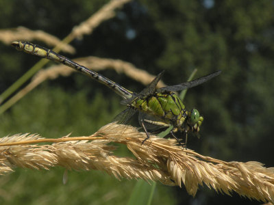 Green snaketail - Ophiogomphus cecilia