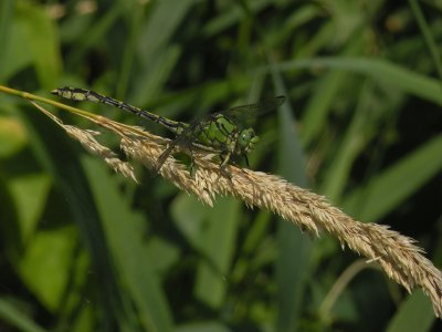 Green snaketail - Ophiogomphus cecilia