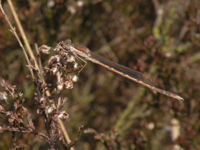 Sympecma fusca