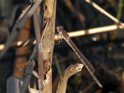 Sympecma fusca