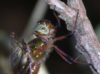 Neocordulia spec