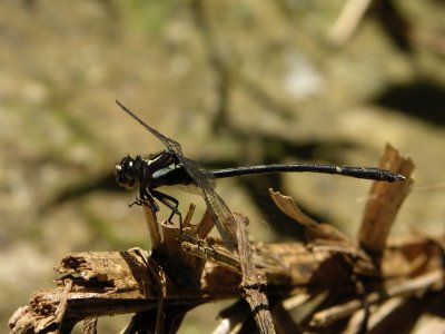 Progomphus gracilis