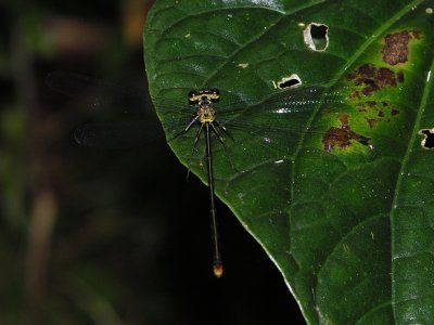 female