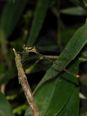 female