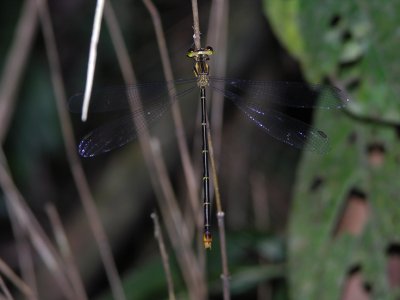 Heteragrion female