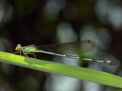 Leptagrion female