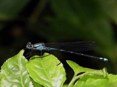 Argia sordida (probably)