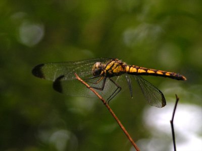 Sympetrum infuscatum