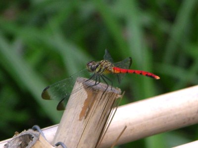 Sympetrum risi risi