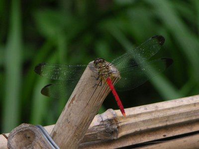 Sympetrum risi risi
