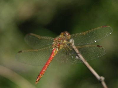 Sympetrum striolatum imitoides