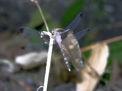 Uracis imbuta