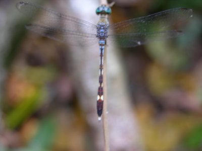 Anatya sp.