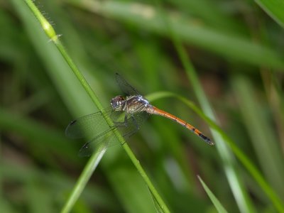 Possible Dasythemis
