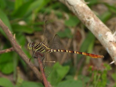 Aphylla cf theodorina male