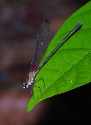 Hetaerina male