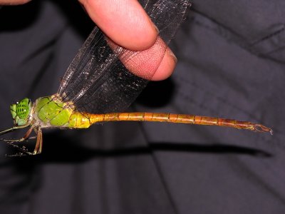 Staurophlebia male