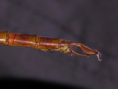 Staurophlebia male