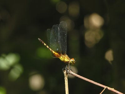 Erythrodiplax young male