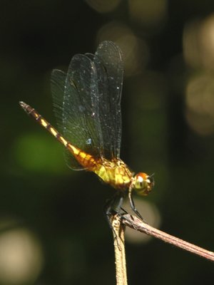 Erythrodiplax young male