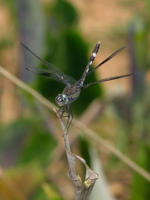 Erythrodiplax attenuata