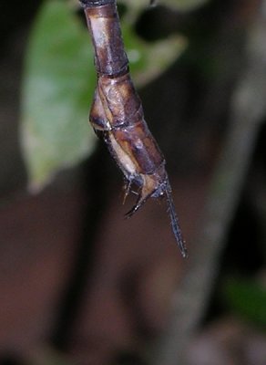 Gynacantha gracilis abdomen tip