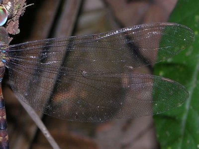 Gynacantha gracilis wing