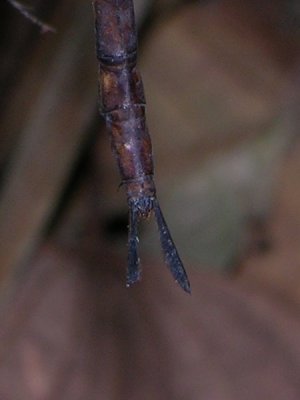 Gynacantha gracilis abdomen tip