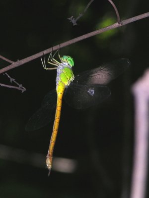 Staurophlebia female