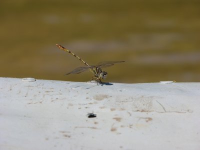 Progomphus intricatus?