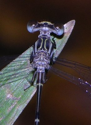 Megapodagrionidae