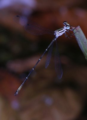 megapodagrionidae male