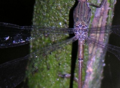 Lestes sp male wing