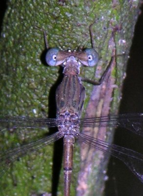 Lestes sp male head and thorax