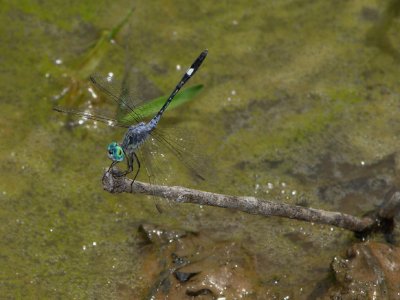 Micrathyria male