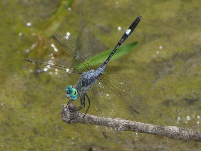 Micrathyria male