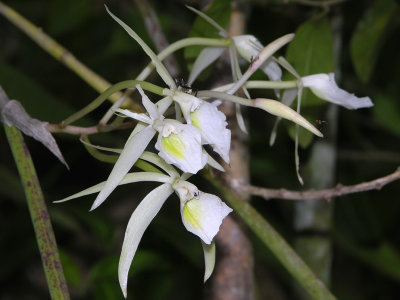 Orchid