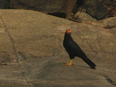 Black caracara