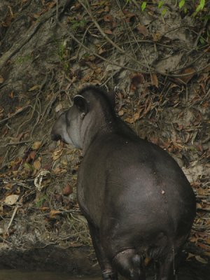Tapir ass